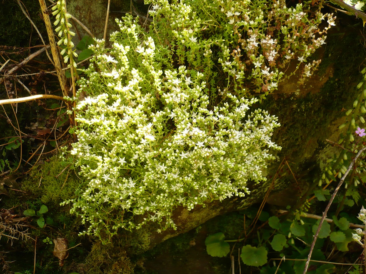Sedum anglicum subsp. pyrenaicum (Crassulaceae)